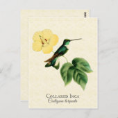 Collared Inca Hummingbird Art Briefkaart (Voorkant / Achterkant)