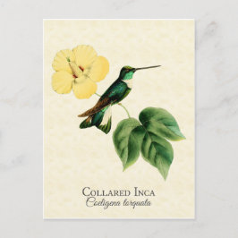 Collared Inca Hummingbird Art Briefkaart