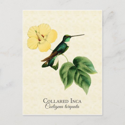 Collared Inca Hummingbird Art Briefkaart (Voorkant)