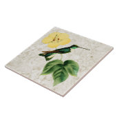 Collared Inca Hummingbird Ceramic Tile Tegeltje (Zijkant)