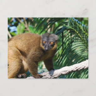 Collared Lemur Briefkaart