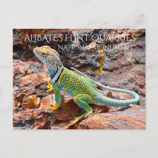 Collared Lizard, Alibates Flint Quarries, Texas Briefkaart (Voorkant)