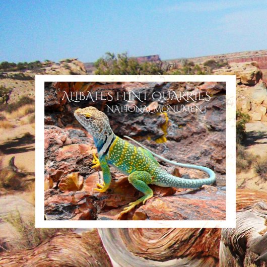 Collared Lizard, Alibates Flint Quarries, Texas Briefkaart
