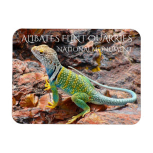 Collared Lizard, Alibates Flint Quarries, Texas Magneet