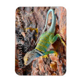 Collared Lizard, Alibates Flint Quarries, Texas Magneet (Verticaal)