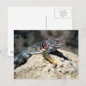 Collared Lizard Briefkaart (Voorkant / Achterkant)