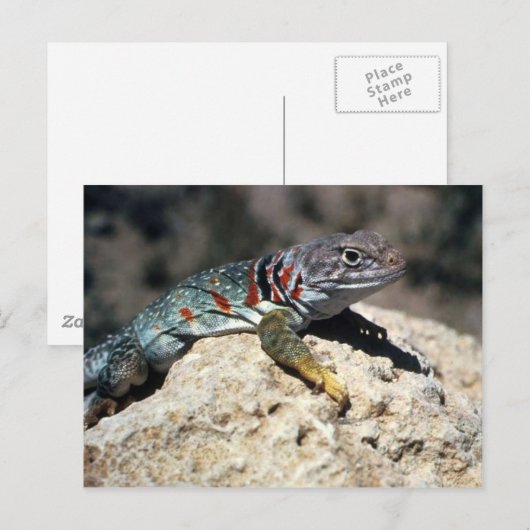 Collared Lizard Briefkaart (Voorkant / Achterkant)
