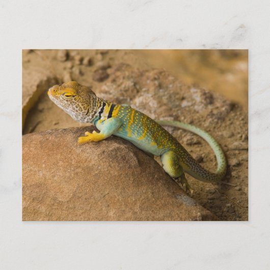 Collared Lizard Briefkaart (Voorkant)