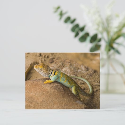 Collared Lizard Briefkaart (Staand voorkant)
