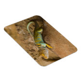 Collared Lizard Magneet (Rechterzijde)
