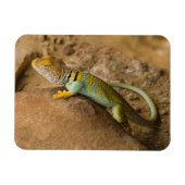 Collared Lizard Magneet (Horizontaal)