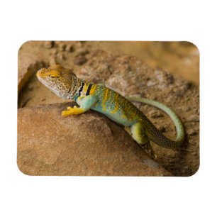 Collared Lizard Magneet