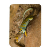 Collared Lizard Magneet (Verticaal)