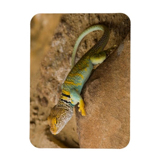 Collared Lizard Magneet (Verticaal)