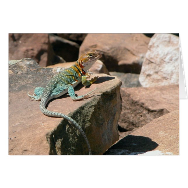 Collared Lizard, Mesa Verde Blank Kaart (Voorkant Horizontaal)