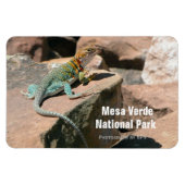 Collared Lizard, Mesa Verde Magnet Magneet (Horizontaal)