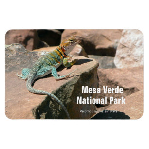 Collared Lizard, Mesa Verde Magnet Magneet