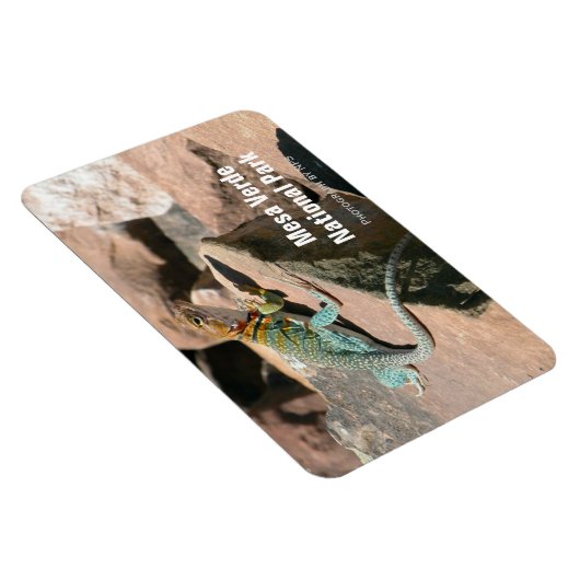 Collared Lizard, Mesa Verde Magnet Magneet (Rechterzijde)