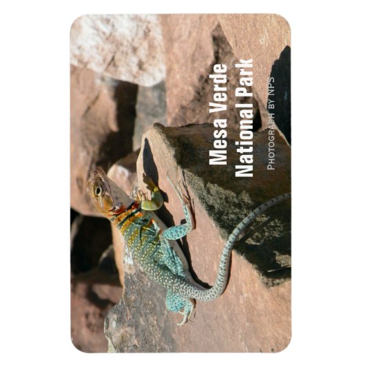 Collared Lizard, Mesa Verde Magnet Magneet (Verticaal)