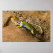 Collared Lizard Poster (Voorkant)