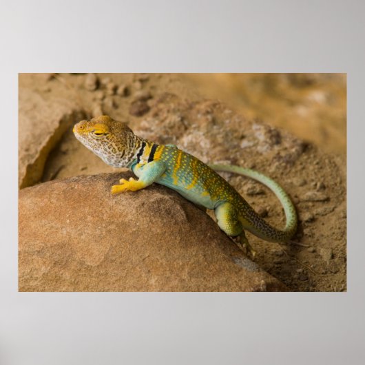 Collared Lizard Poster (Voorkant)