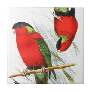 Collared Lory Tegeltje