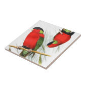 Collared Lory Tegeltje (Zijkant)