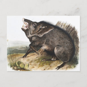 Collared Peccary Dycoteles torquatus Illustratie Briefkaart