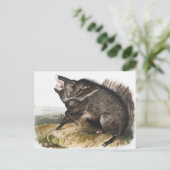 Collared Peccary Dycoteles torquatus Illustratie Briefkaart (Staand voorkant)