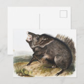 Collared Peccary Dycoteles torquatus Illustratie Briefkaart (Voorkant / Achterkant)