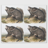 Collared Peccary Dycoteles torquatus Illustratie Cadeaupapier (Vlak)