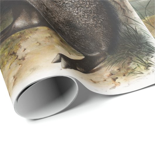 Collared Peccary Dycoteles torquatus Illustratie Cadeaupapier (Rol Hoek)