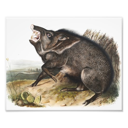 Collared Peccary Dycoteles torquatus Illustratie Foto Afdruk (Voorkant)