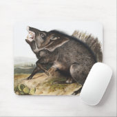 Collared Peccary Dycoteles torquatus Illustratie Muismat (Met muis)