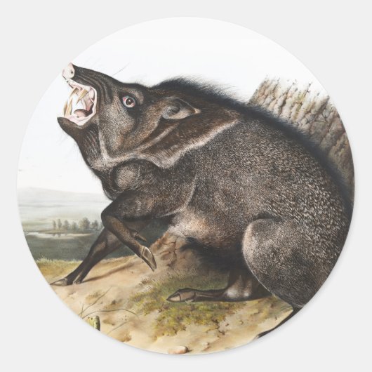 Collared Peccary Dycoteles torquatus Illustratie Ronde Sticker (Voorkant)