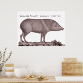 Collared Peccary - Javelina - Musk Hog - Tayaussa Poster (Keuken)