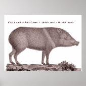 Collared Peccary - Javelina - Musk Hog - Tayaussa Poster (Voorkant)