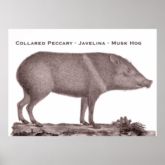 Collared Peccary - Javelina - Musk Hog - Tayaussa Poster (Voorkant)