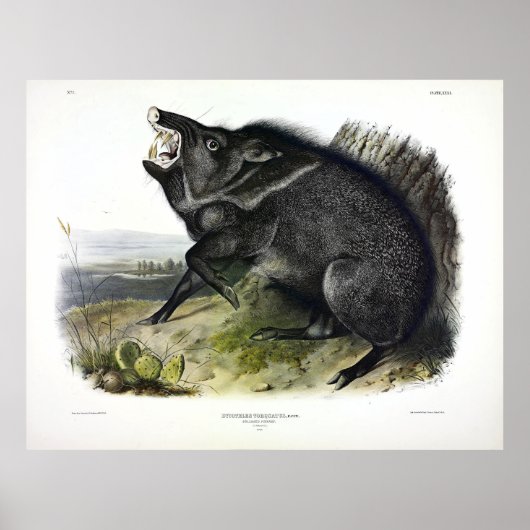 Collared Peccary of Javelina (Dicotyles tajacu) Poster (Voorkant)