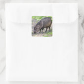 Collared Peccary wandelend Briefkaart Metal Orname Vierkante Sticker (Tas)