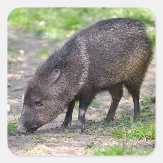 Collared Peccary wandelend Briefkaart Metal Orname Vierkante Sticker (Voorkant)
