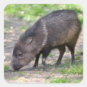 Collared Peccary wandelend Briefkaart Metal Orname Vierkante Sticker