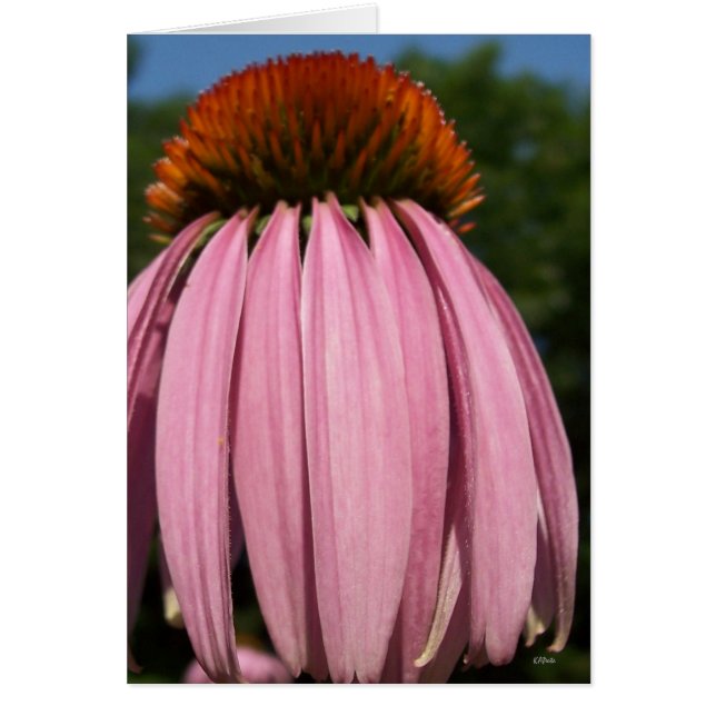 Collasol Echinacea (Voorkant)