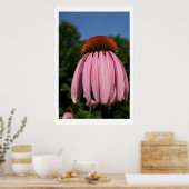 Collassal Echinacea Poster (Keuken)