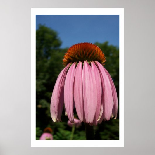 Collassal Echinacea Poster (Voorkant)