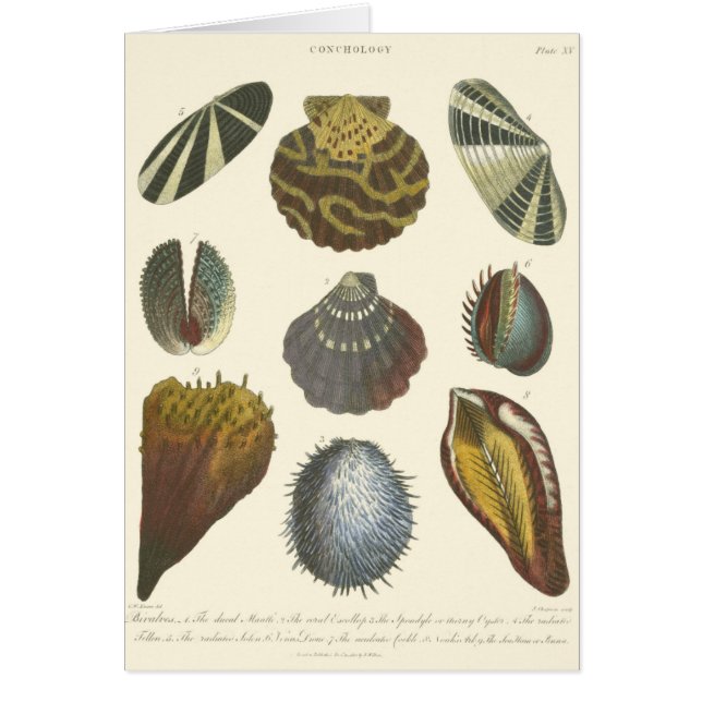 Collectie (Voorkant)