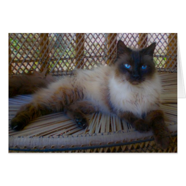 Collectie blauw Kat (Voorkant Horizontaal)