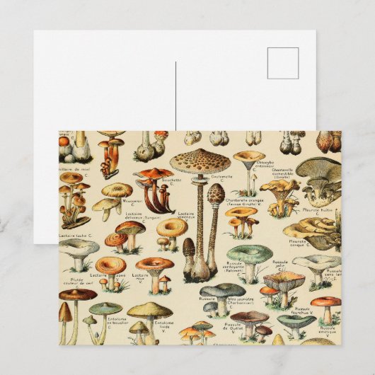 Collectie Briefkaart paddenstoel (Voorkant / Achterkant)