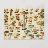 Collectie Briefkaart paddenstoel (Voorkant)