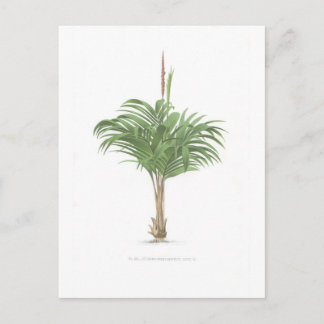 Collectie handpalmtekeningen briefkaart